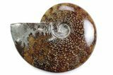 Polished Ammonite (Cleoniceras) Fossil - Madagascar #365044-1
